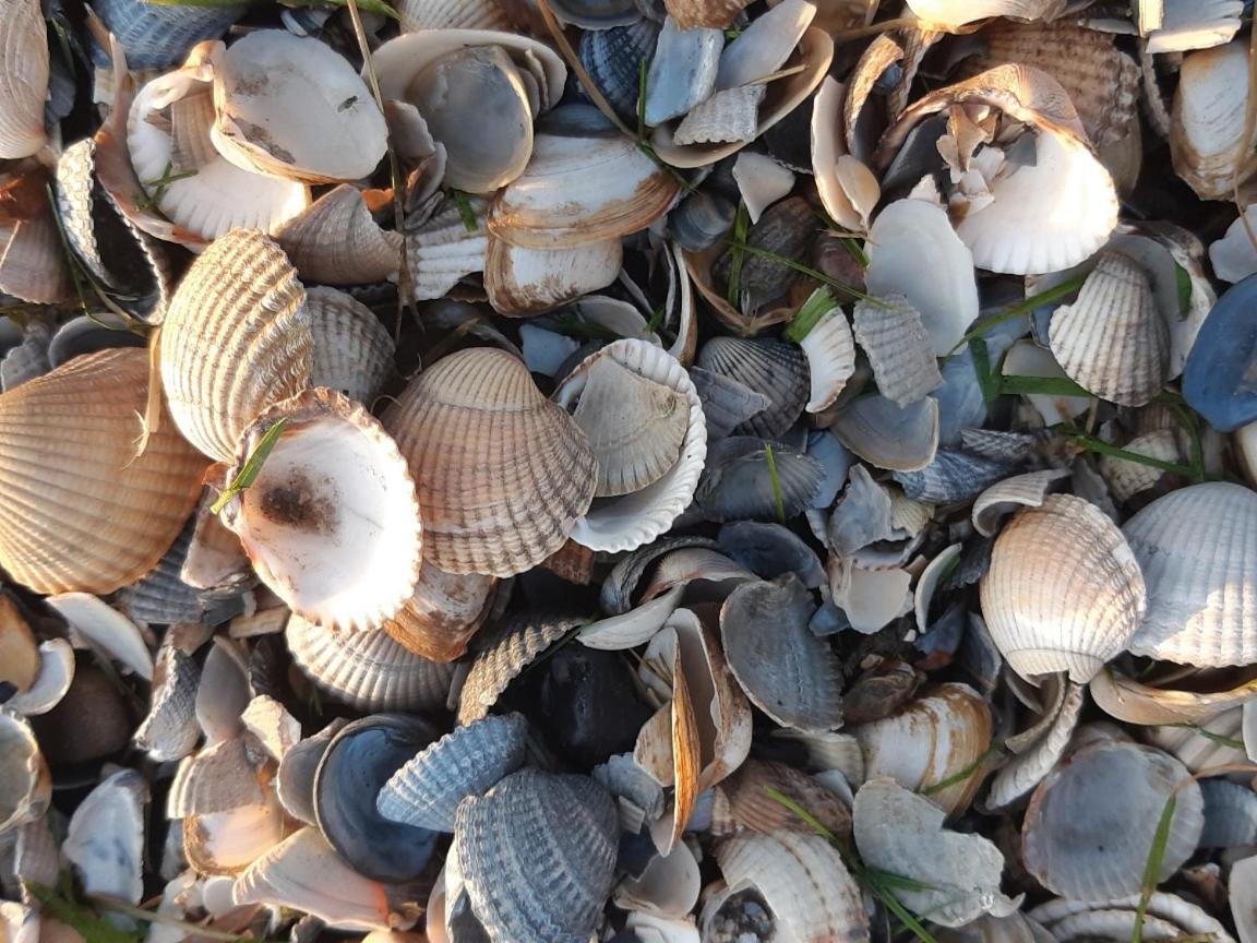 Paesens Waddenfestijnヴィラ エクステリア 写真